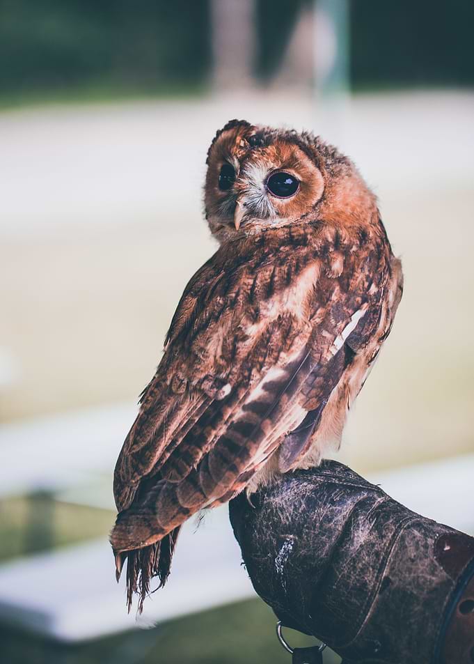 great horned owl