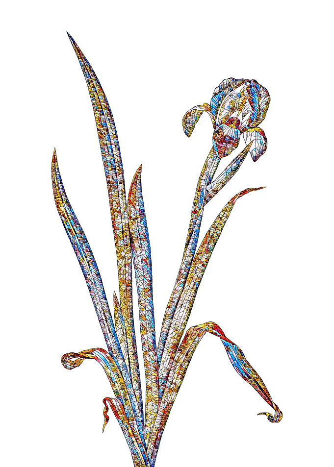 Stained Glass Iris Flower
