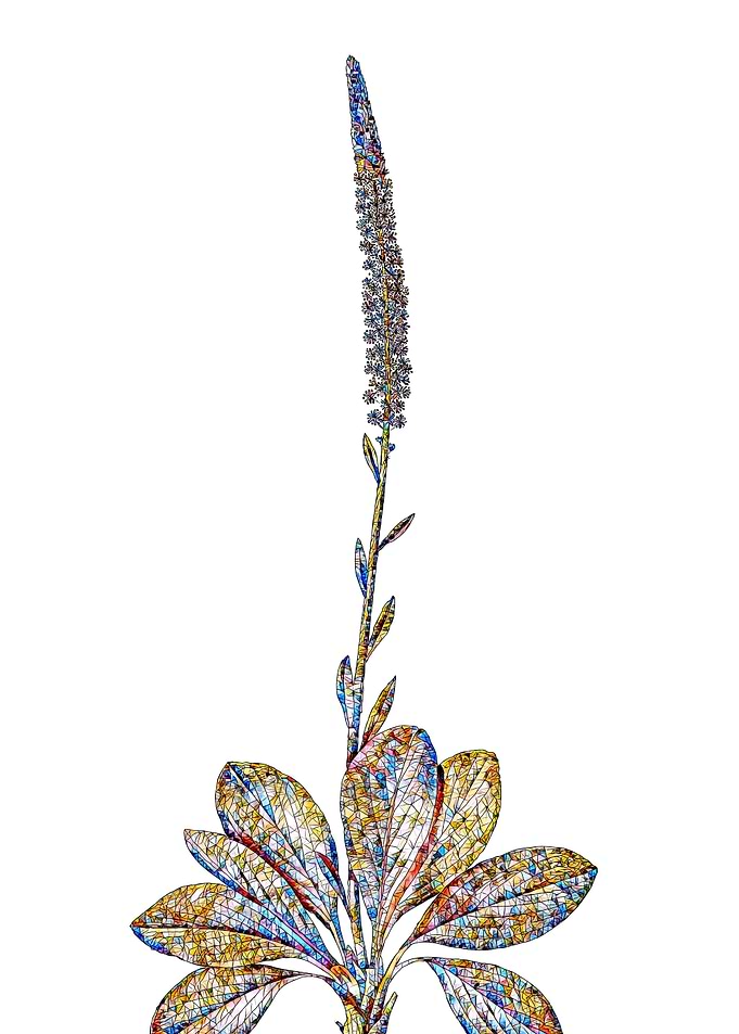 Stained Glass Botanical