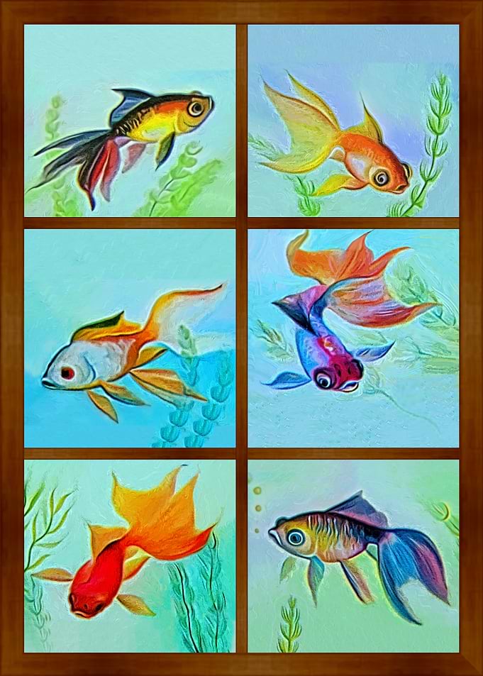 Fish Collection