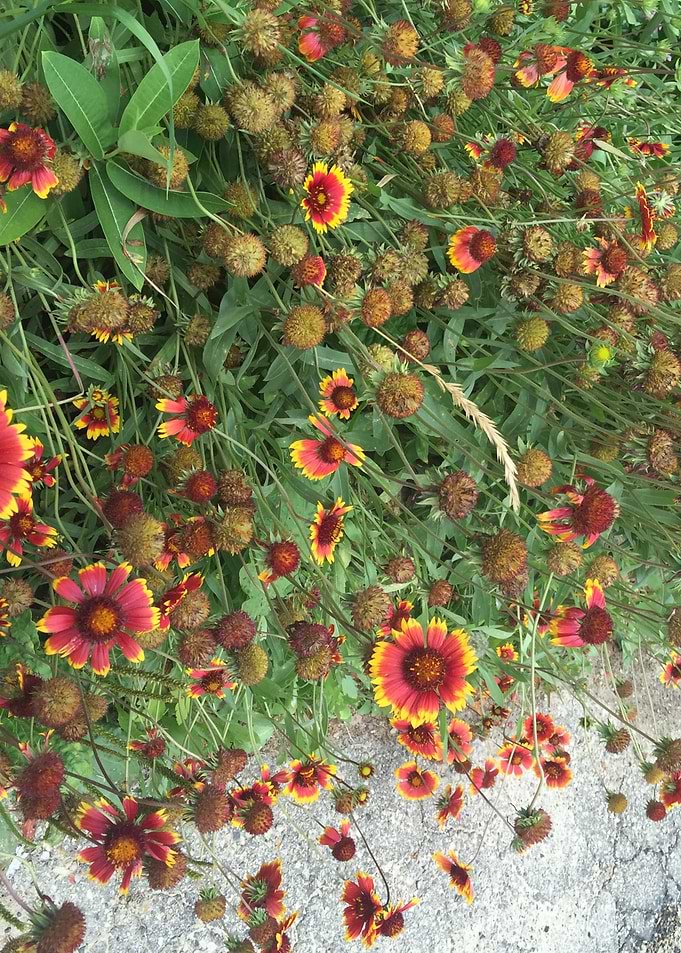 Red Orange Flower Garden