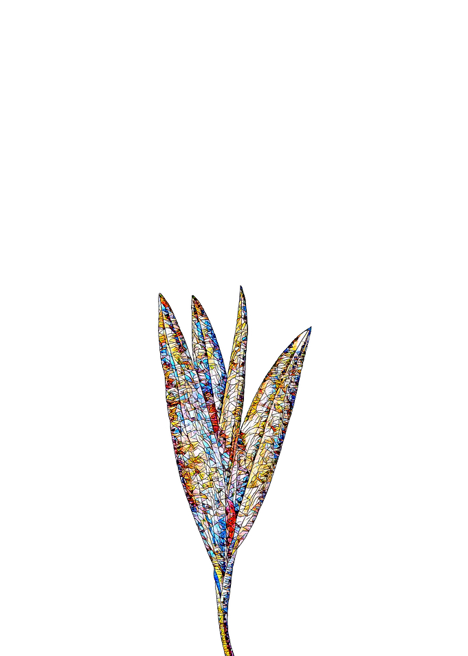 Stained Glass Crocus Flora