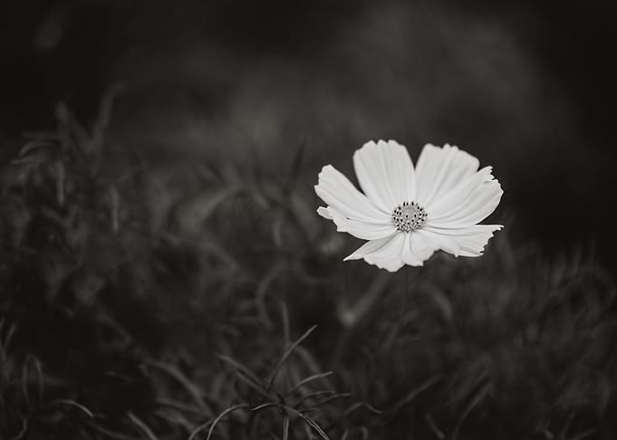 White Flower