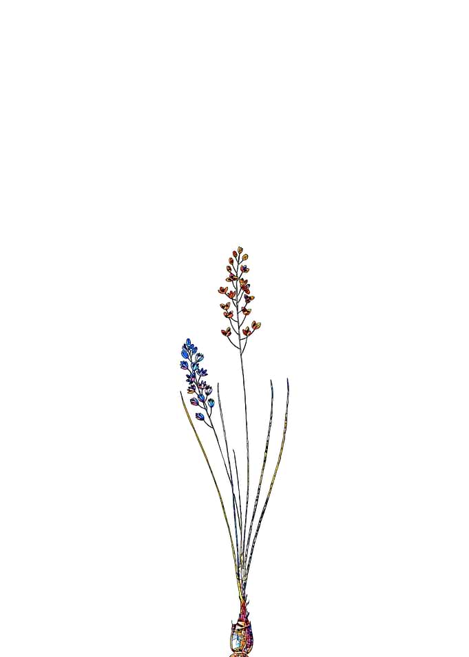 Stained Glass Botanical