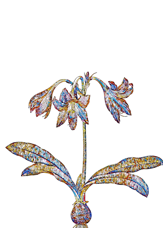 Stained Glass Amaryllis