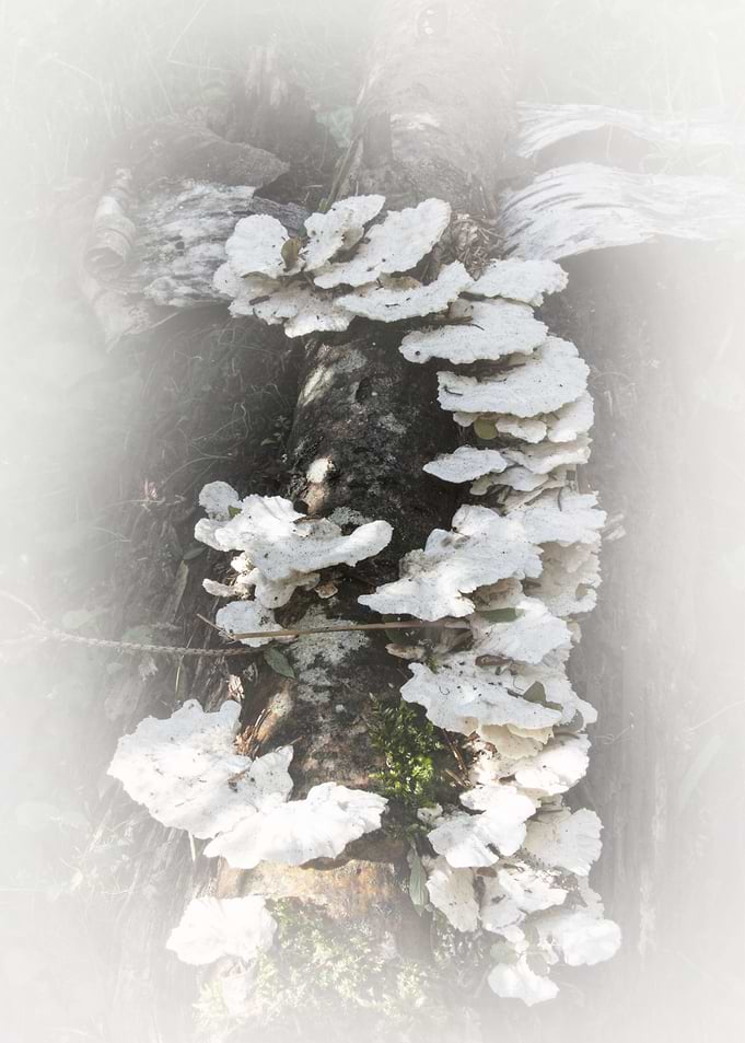 mushrooms on a tree