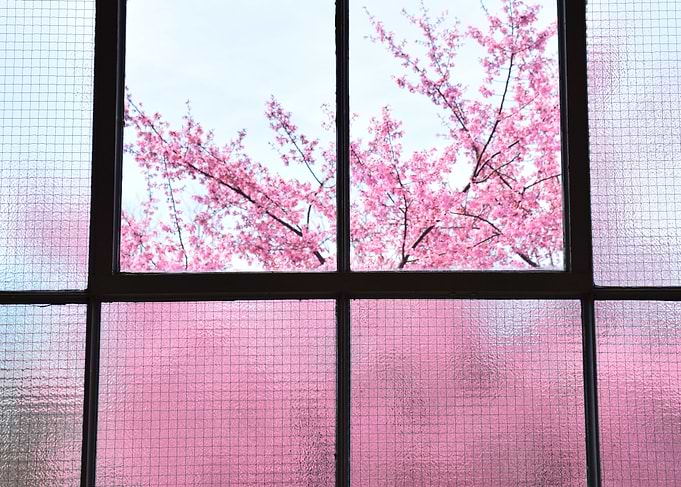Cherry Blossoms in April