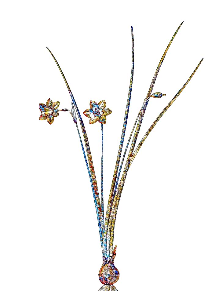 Stained Glass Daffodil