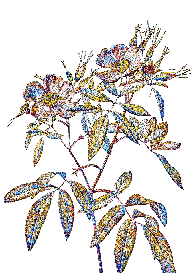 Stained Glass Rose Flower