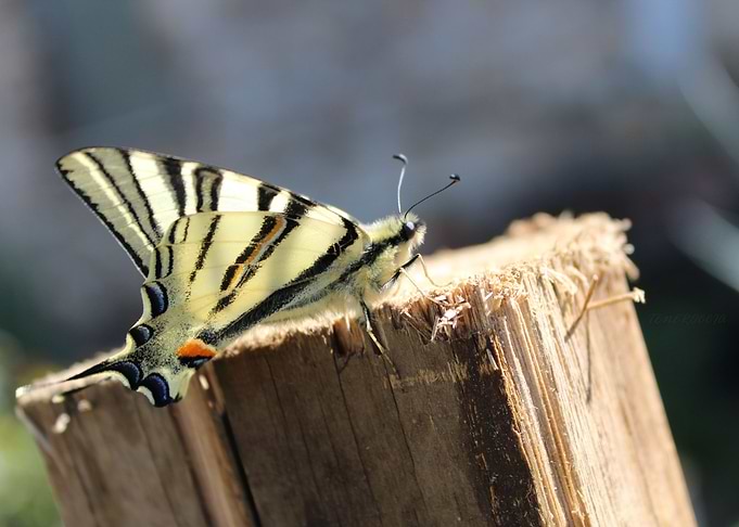 FARFALLA