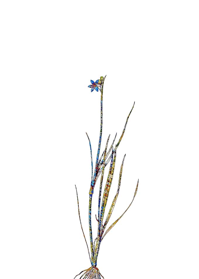 Rainbow Mosaic Flower