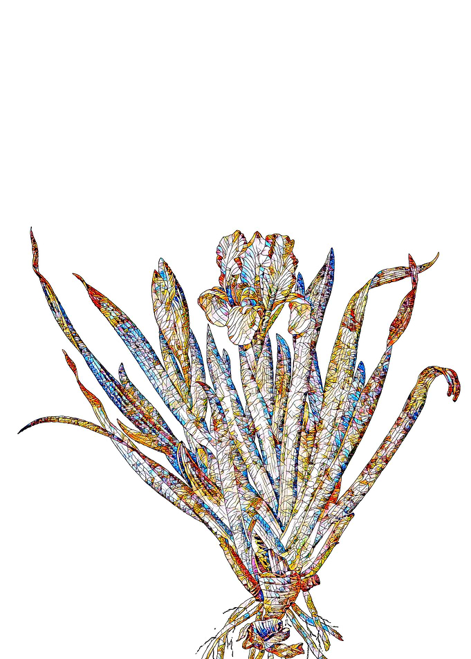 Stained Glass Iris Flower