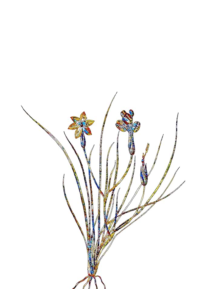 Stained Glass Botanical