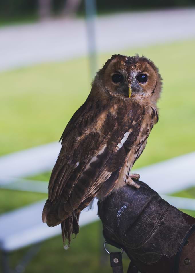 great horned owl