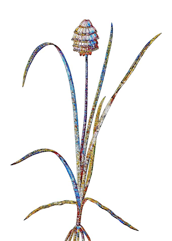 Prismatic Mosaic Floral