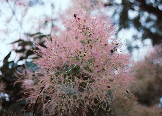 Pink Flower