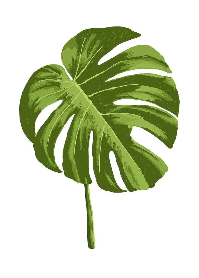 Monstera Botanical Art