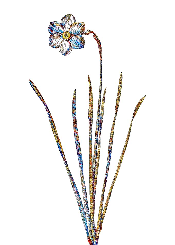 Stained Glass Narcissus