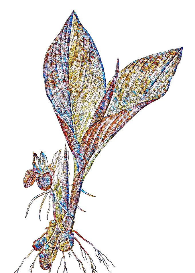 Stained Glass Botanical