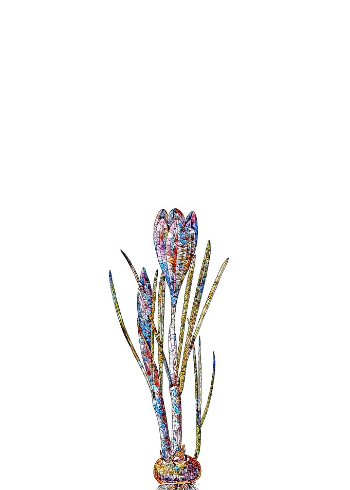 Stained Glass Crocus Flora