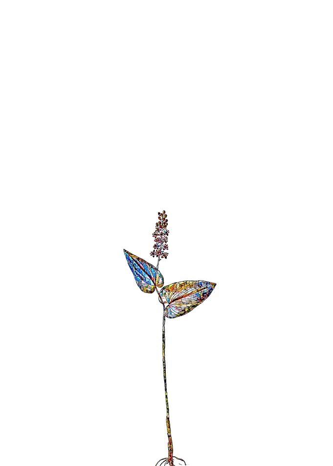 Stained Glass Botanical