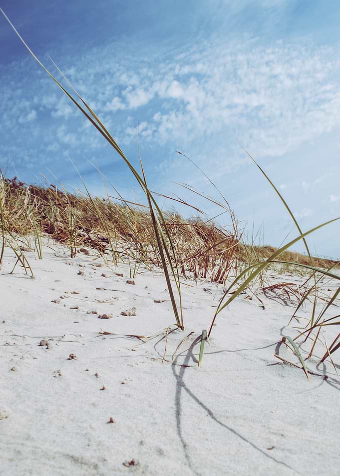 Weed on the beach