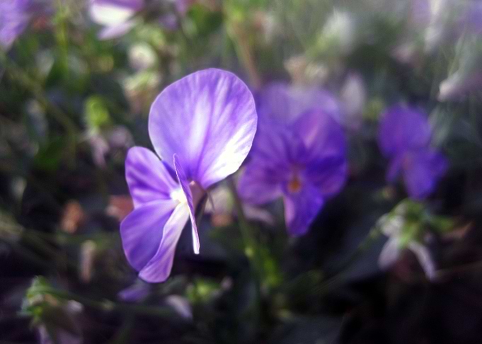 Lavender Beauty 2