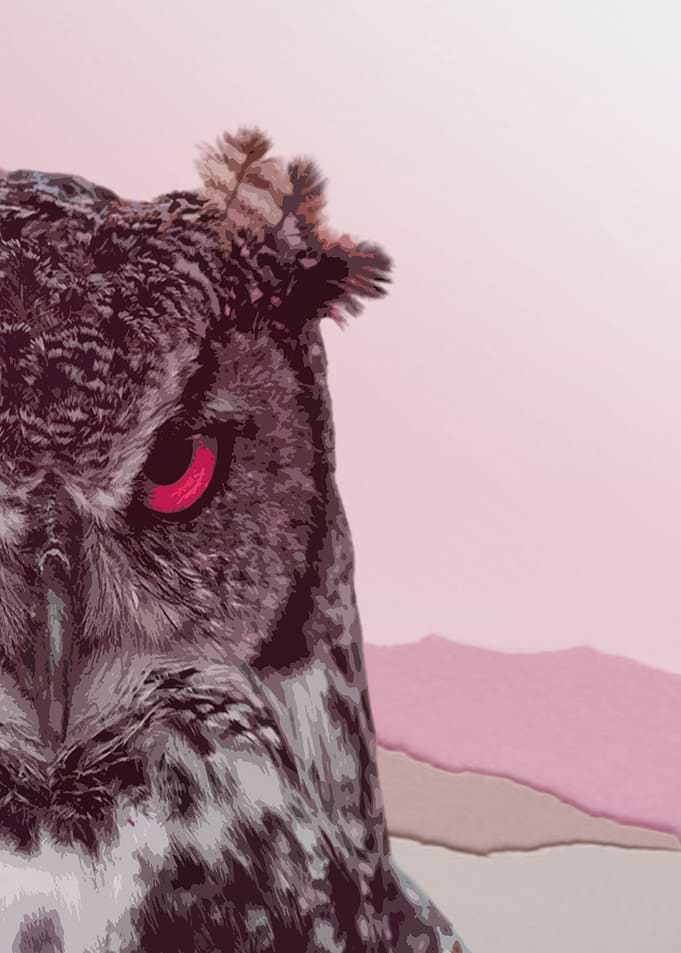 Pink Owl
