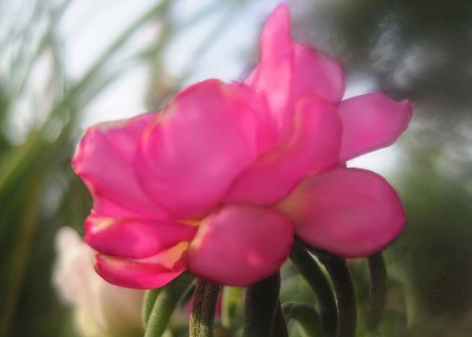 Pink Summer Beauty 1