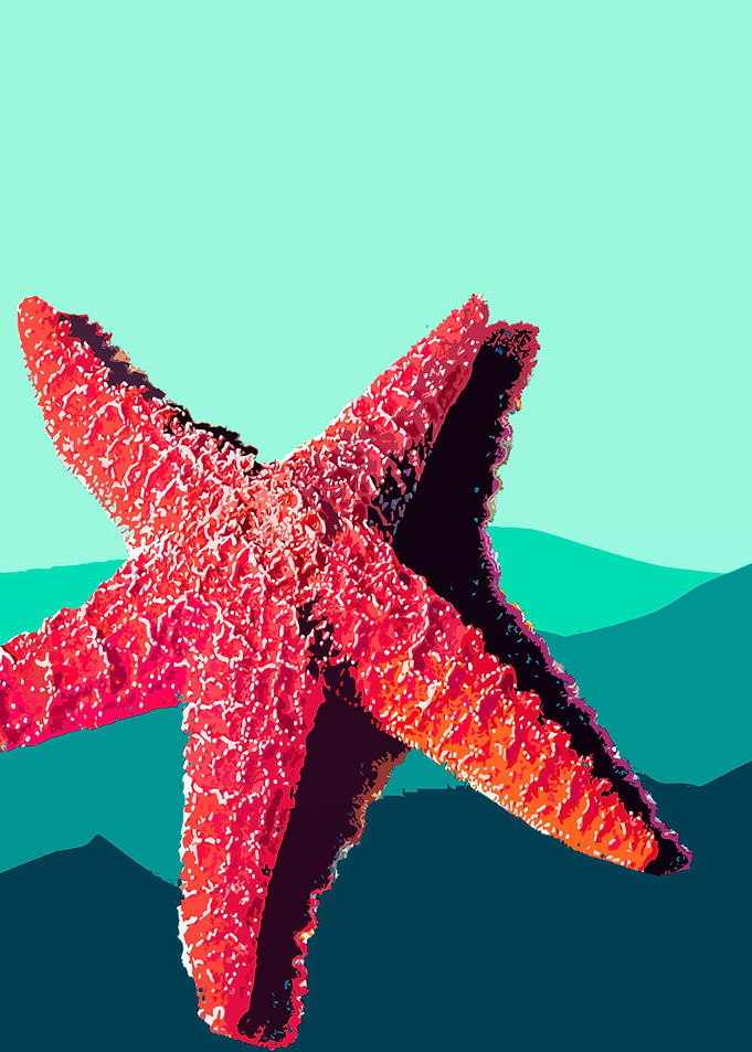 Orange Starfish