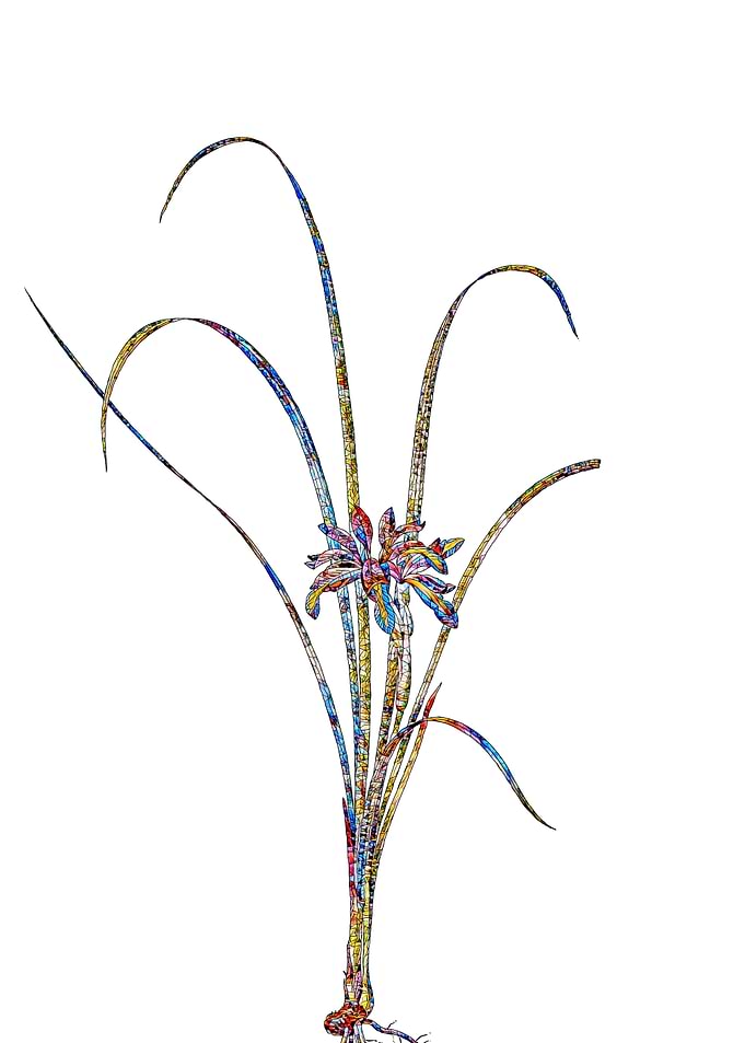Stained Glass Iris Flower