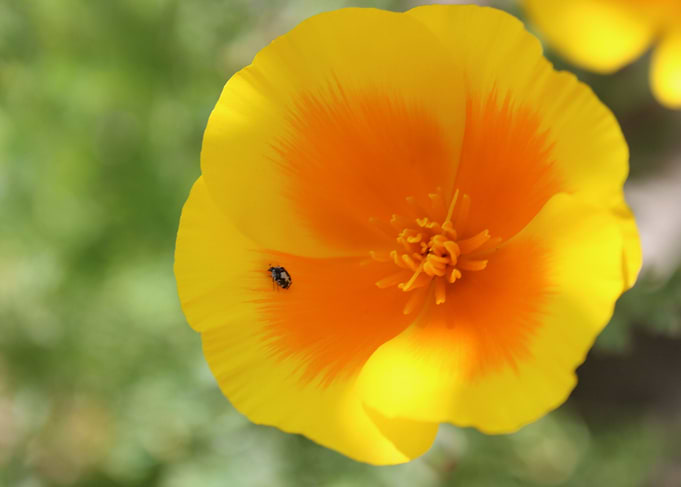 flowers by David
