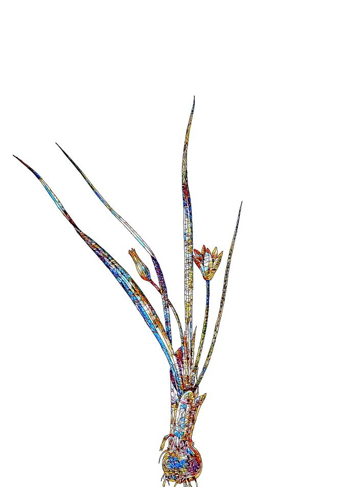 Prismatic Mosaic Floral