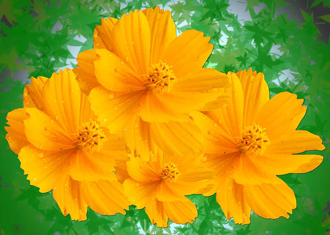 Love Yellow Flowers