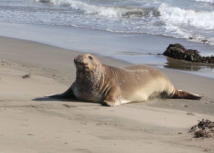 Elephant Seal