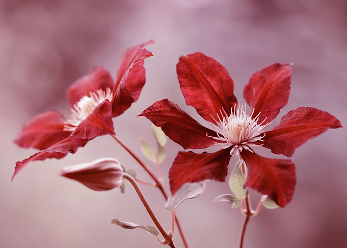 Clematis