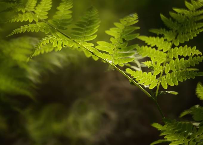 Ferns impression