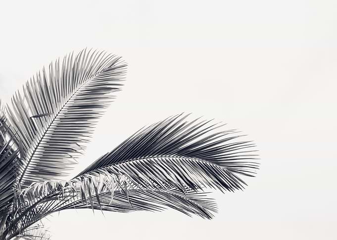 Palm Leaves