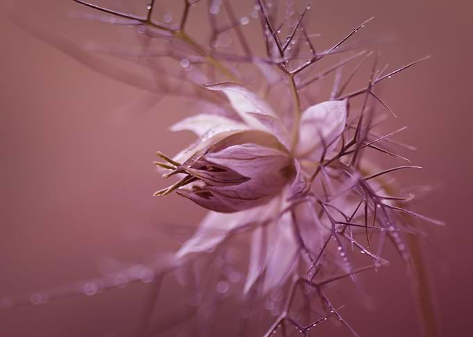 Nigella