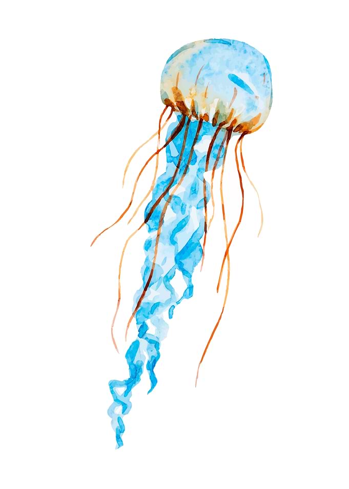 Jellyfish