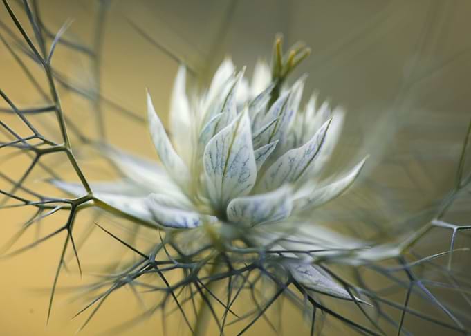 Nigella