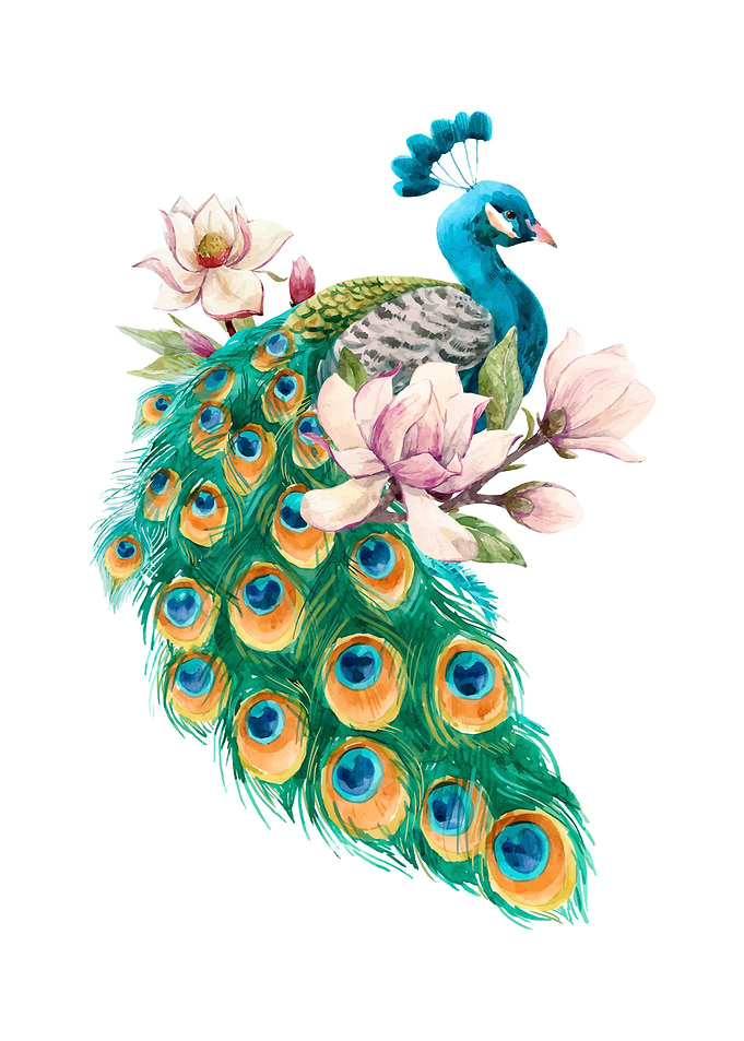 Peacock