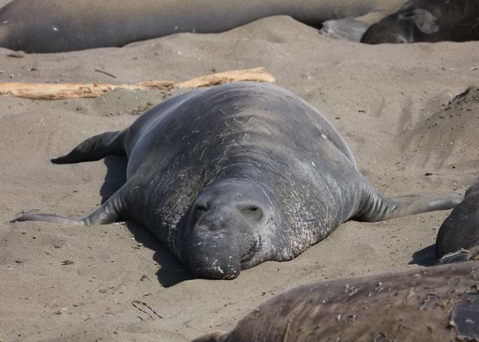 Elephant seal