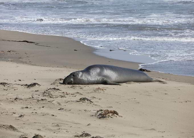 Elephant Seal