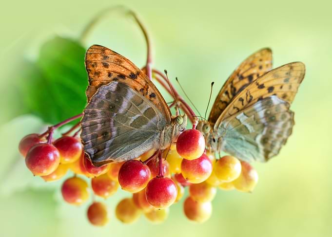 Duet