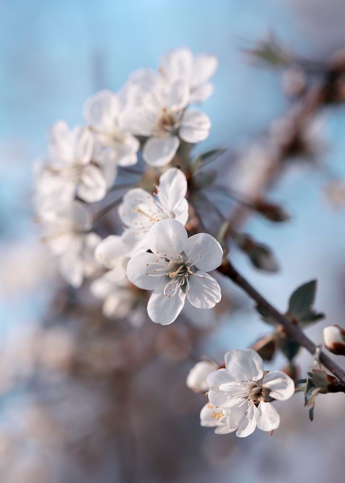 Cherry blossoms