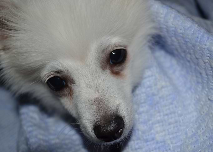 White puppy