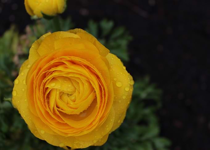 flower by David