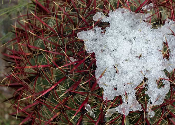 Phoenician Snow