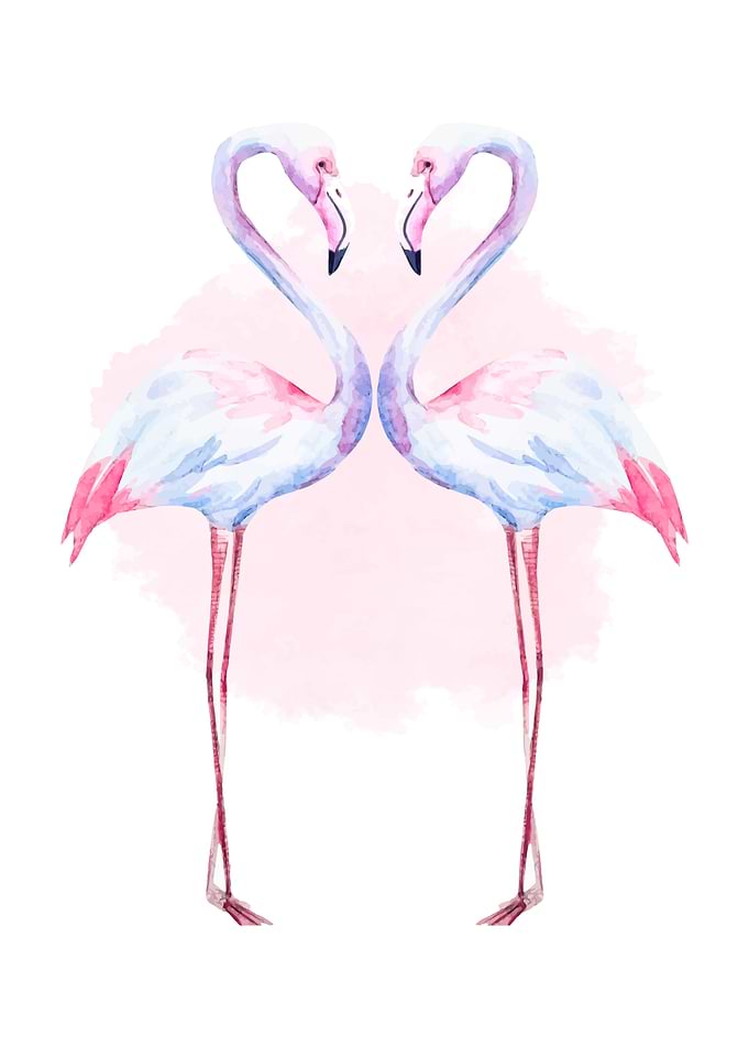 Flamingos